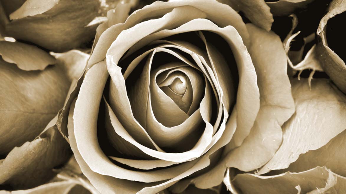 Visão close-up do topo de uma rosa.